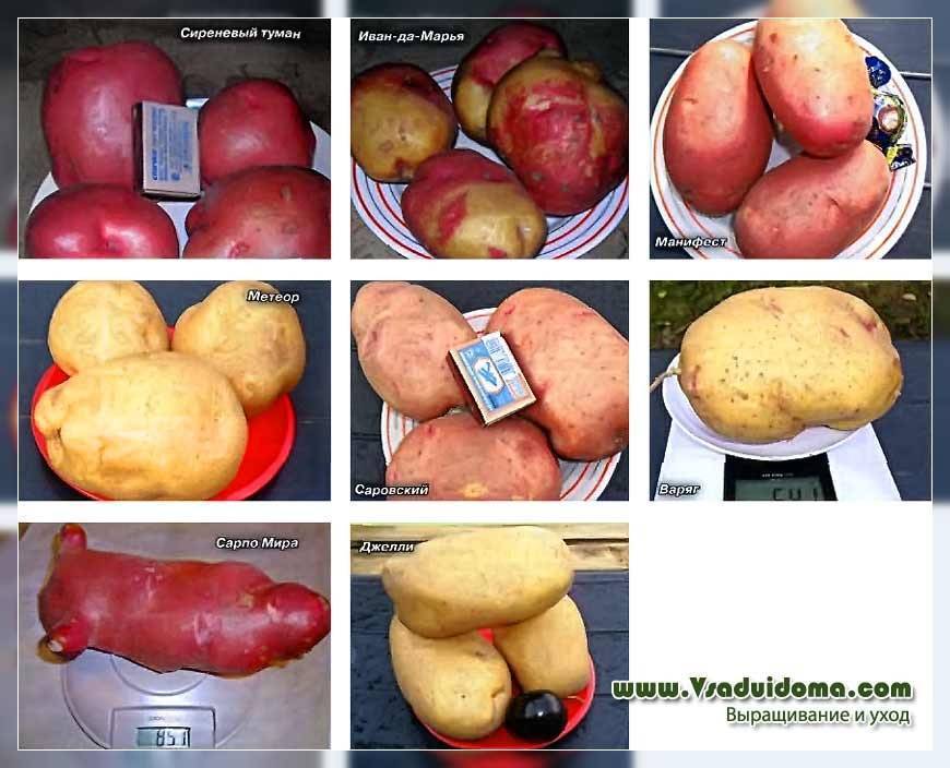Выращивание картофеля в сибири - огород