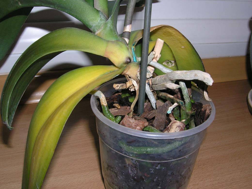 Почему у орхидеи листья вялые: что делать?