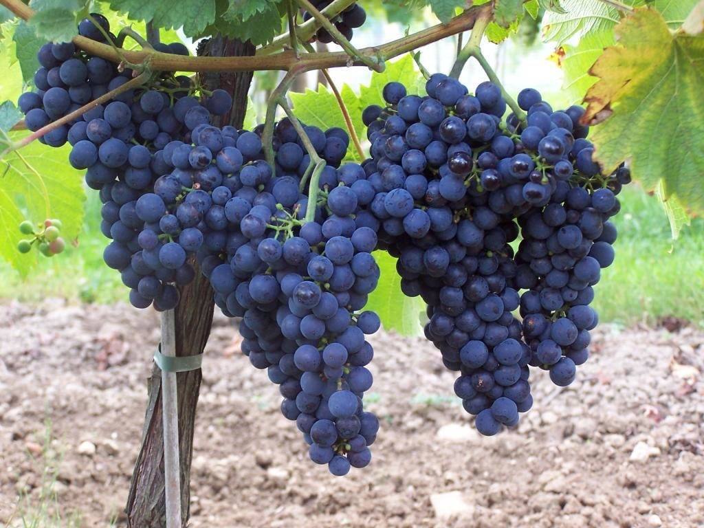 Синдикат виноград описание сорта фото