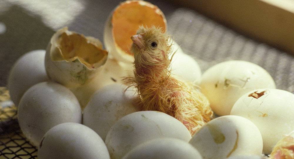 Раскрываем все секреты успешной инкубации куриных яиц в домашних условиях