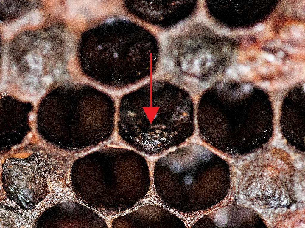 Болезни пчелиного расплода. виды расплода пчел и их признаки