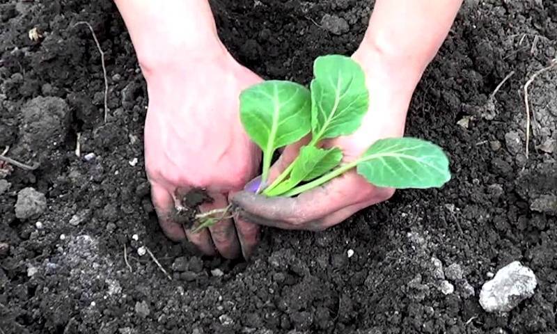 Правила выращивания крепкой рассады капусты и сроки посадки в домашних условиях