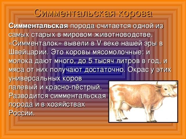 Симментальская порода коров — характеристики и особенности