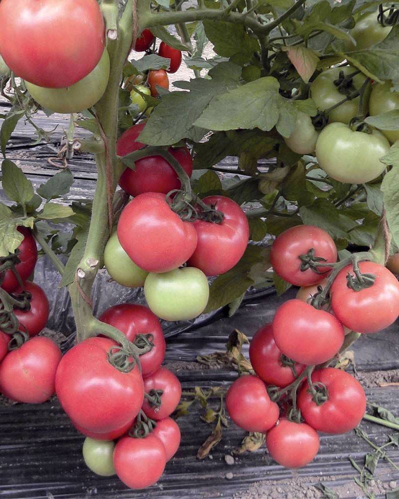 Существуют ли помидоры, которые не болеют фитофторой?