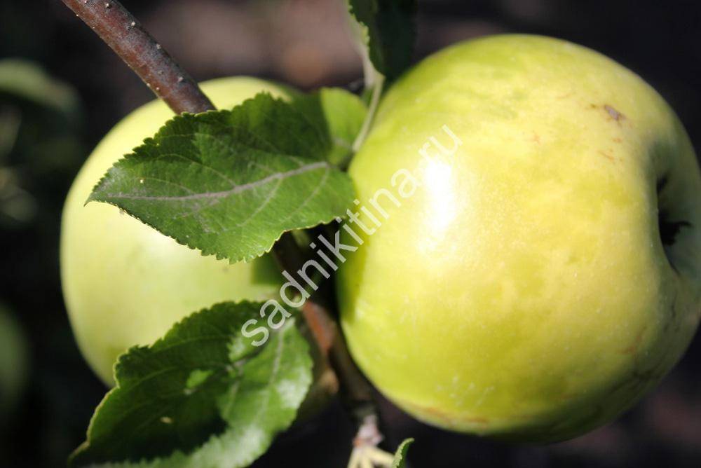 Сорт яблони братчуд фото и описание сорта