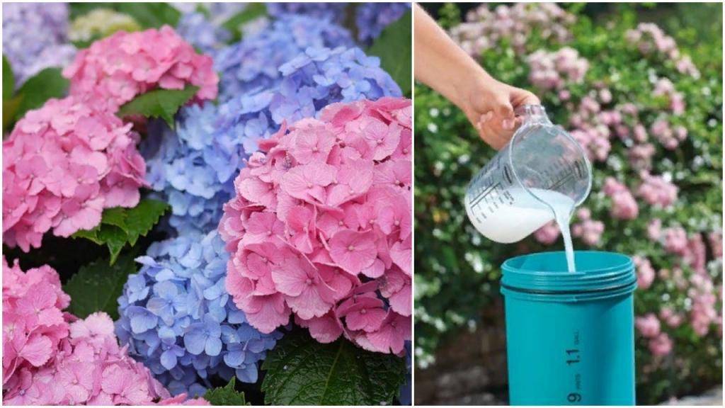 Чем подкормить гортензию весной и летом для пышного цветения в саду: удобрения сроки и правила
