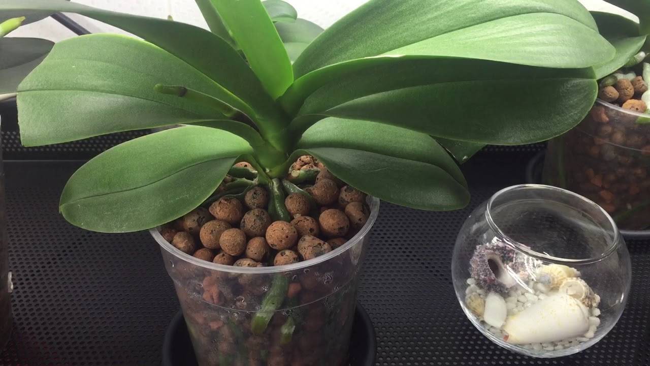 Как посадить орхидею: можно ли сажать цветок в домашних условиях, правильная посадка в горшок и выращивание, использование керамзита и земли в качестве грунта