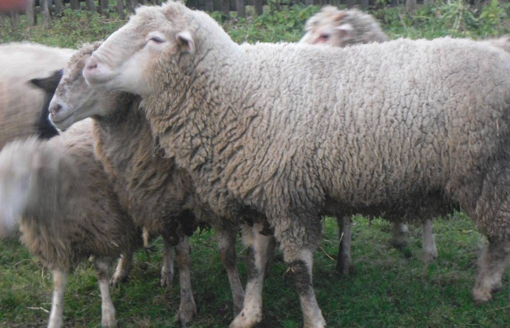 Овцы прекос: описание породы с фото, внешний вид, тонкости содержания и ухода