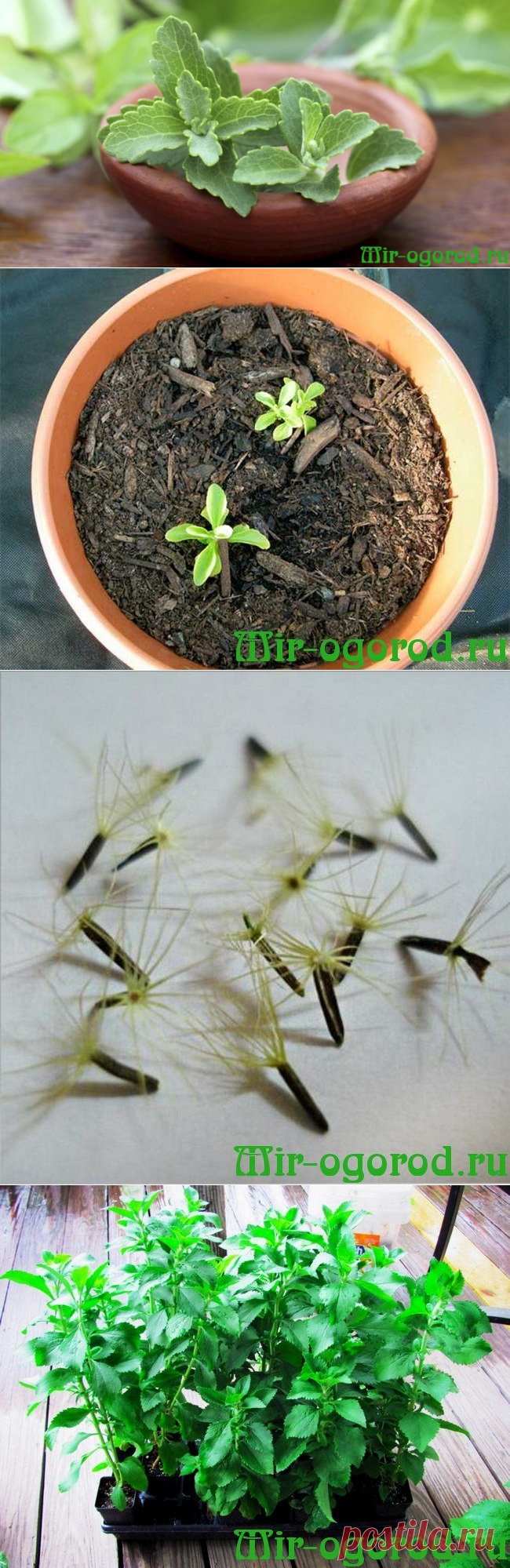 ᐉ как вырастить стевию из семян в домашних условиях - godacha.ru