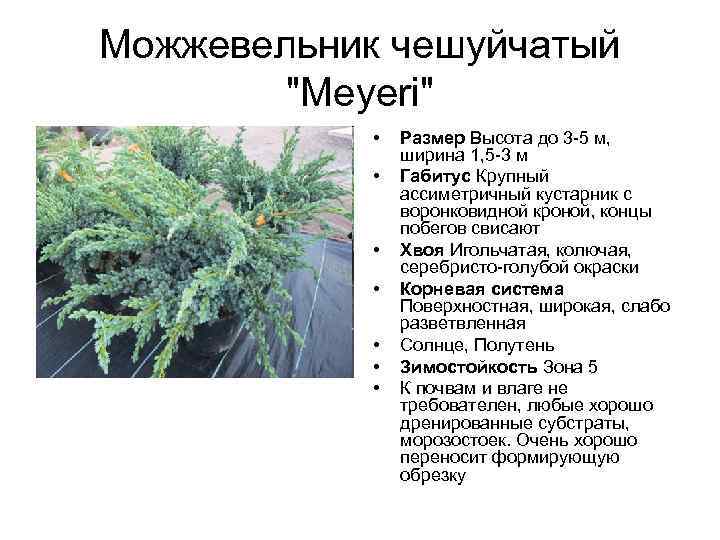 Правила посадки и выращивания можжевельника чешуйчатого Мейери