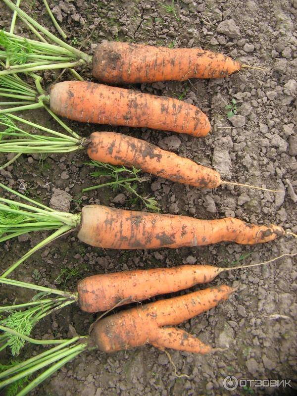 Голландские сорта моркови для средней полосы россии ~ советы садоводам и огородникам