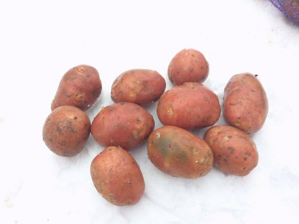 Картофель ред скарлет: описание и характеристика сорта, отзывы садоводов с фото