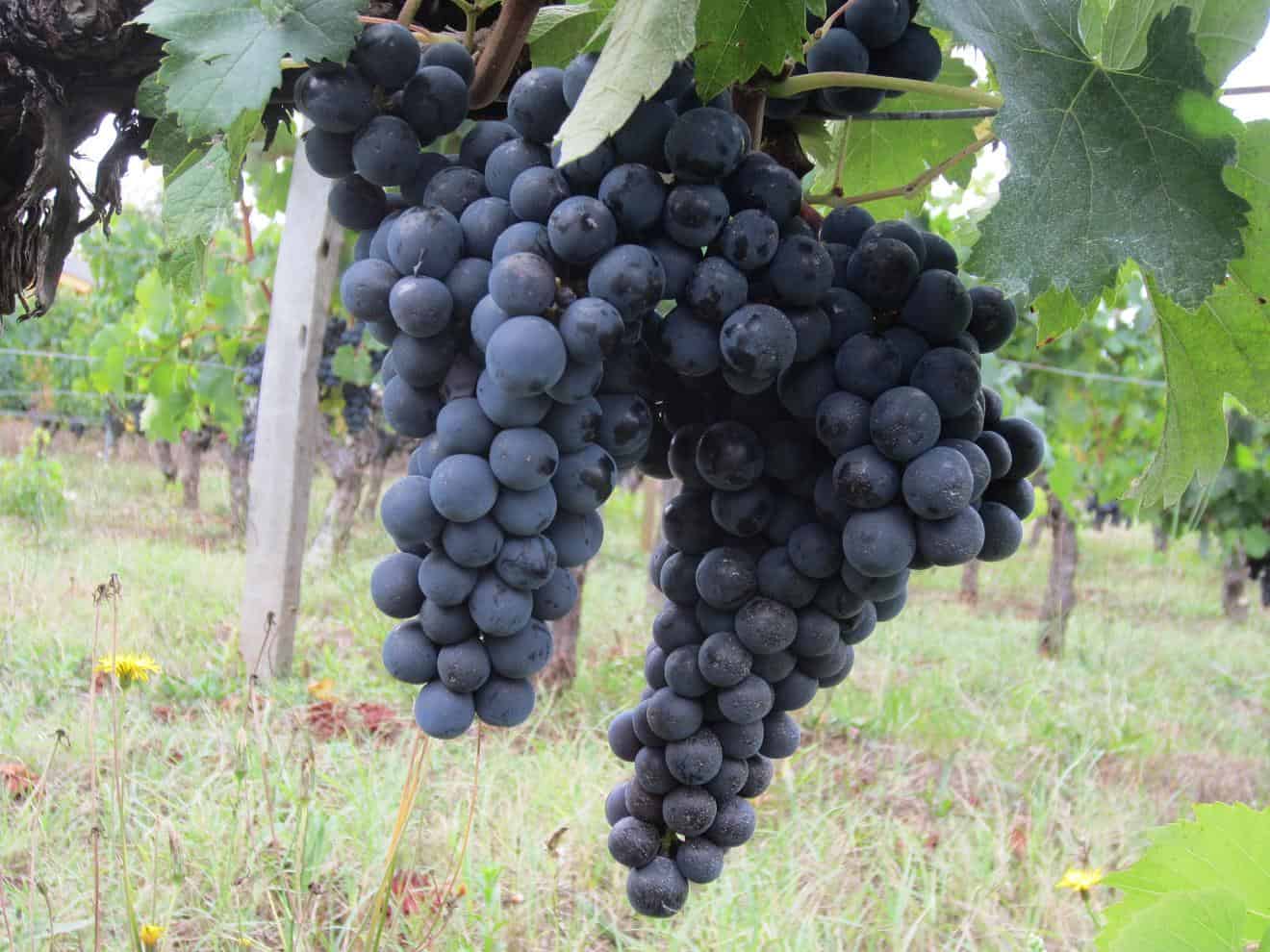 Виноград мерло: описание сорта, его характеристики и особенности, болезни и борьба с вредителями, фото