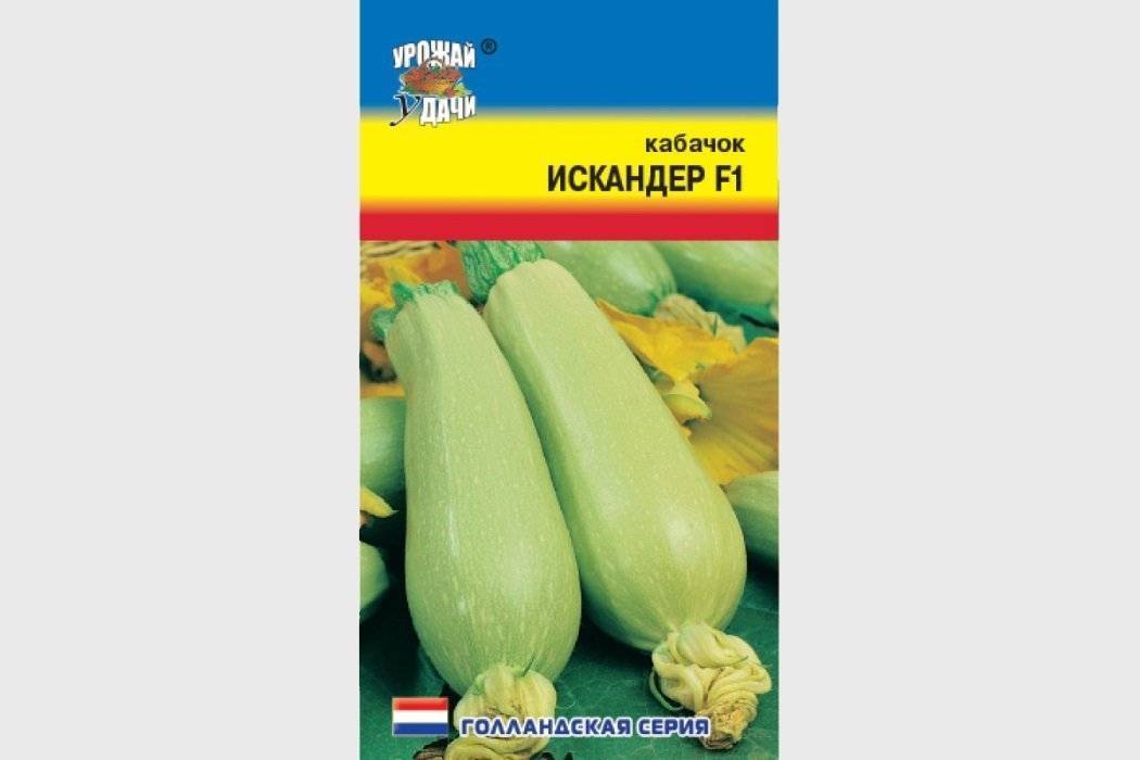Кабачки искандер - описание сорта и советы по выращиванию :: syl.ru