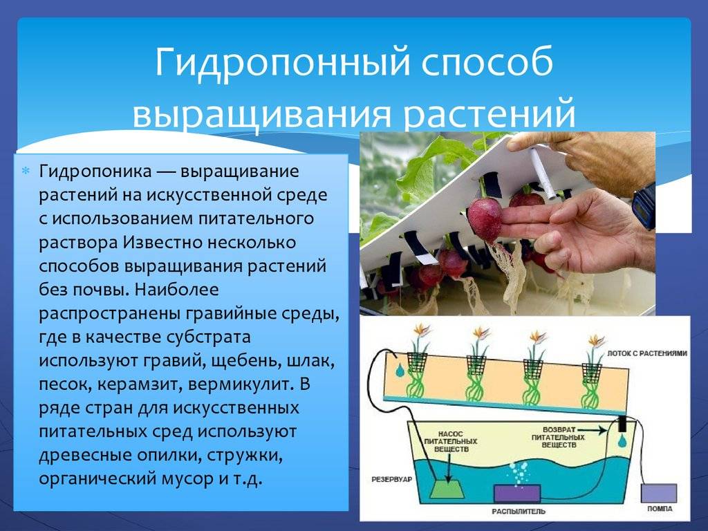 Гидропоника бизнес проект