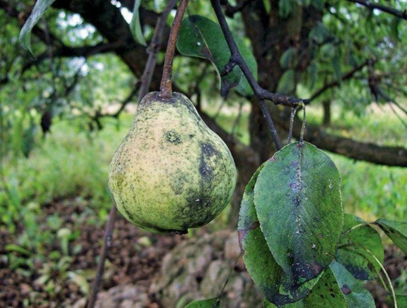 Заболевания груши фото и описания лечение