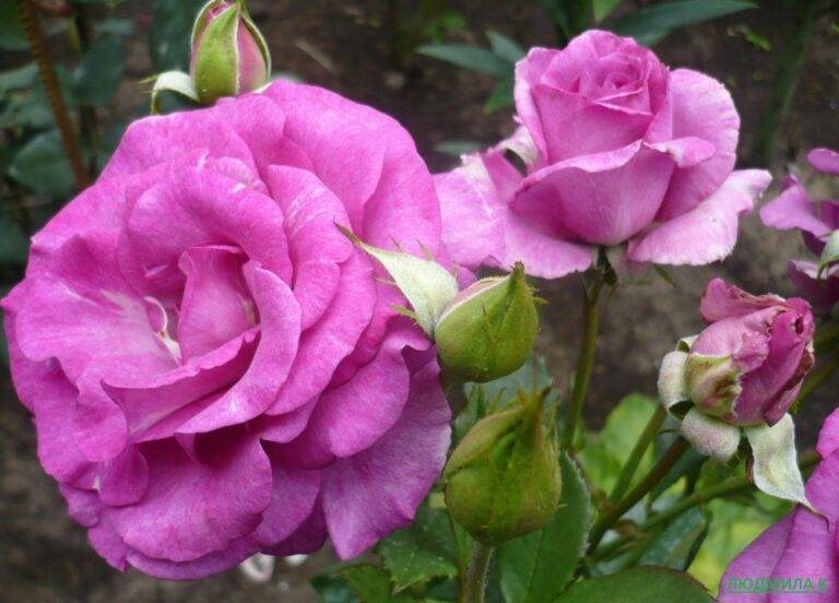 Роза перенниал блю (perennial blue) — описание сорта