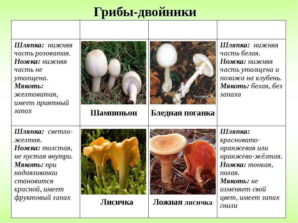 Как выглядят ложные опята и насколько они опасны - грибы собираем