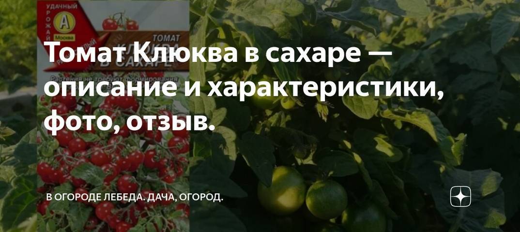 Томат клюква в сахаре: описание сорта, особенности выращивания, отзывы, фото