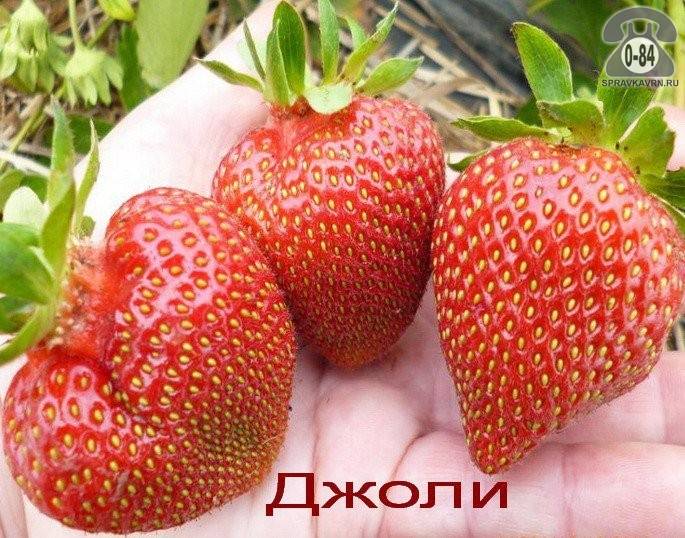 Клубника джоли: описание и рассада. характеристика