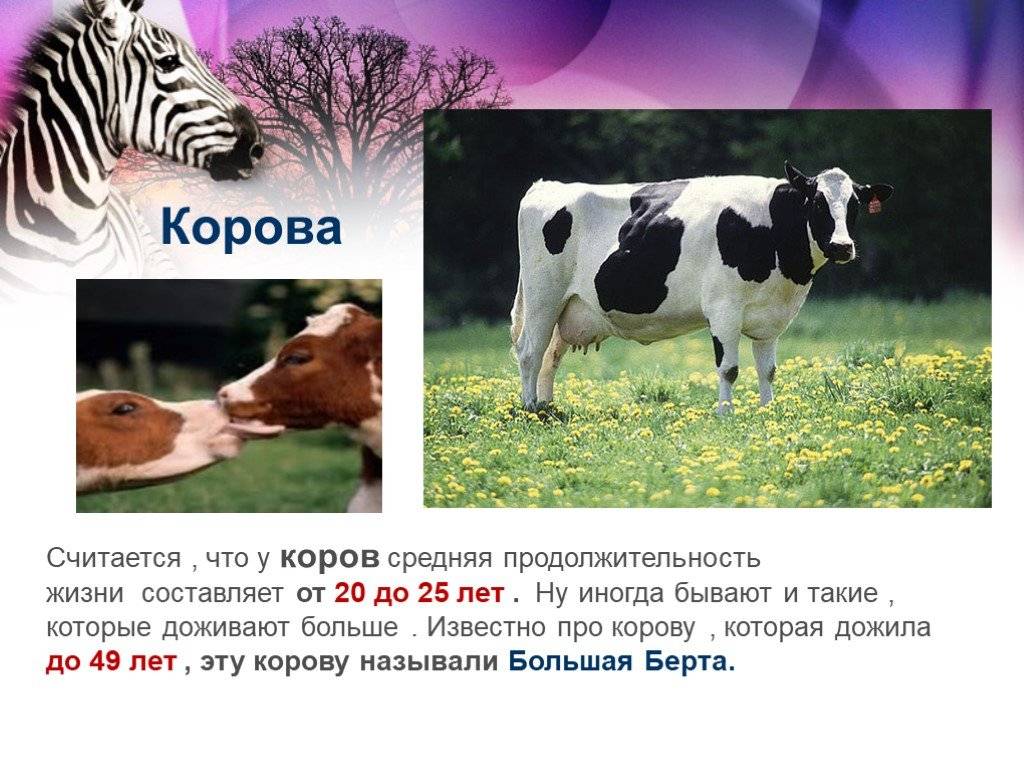 Корова | содержание коровы | кормление коровы и разведение коровы