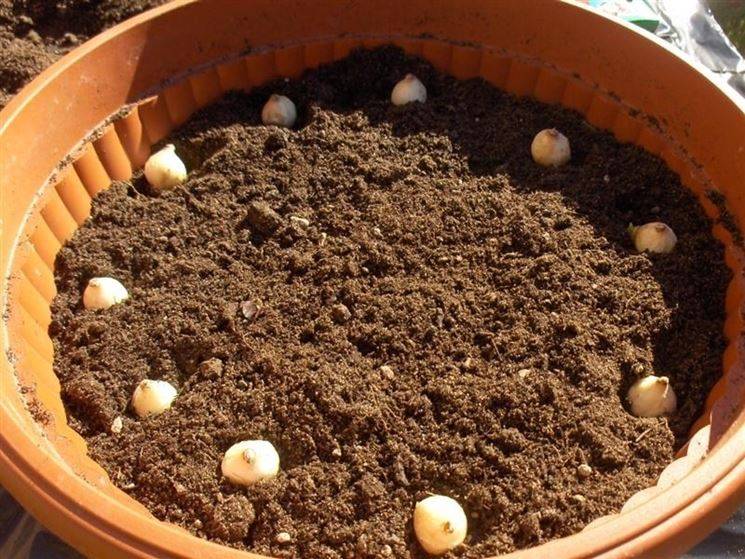 Выращивание топинамбура – особенности агротехники на даче