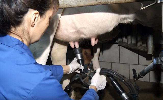 Техника доения коров