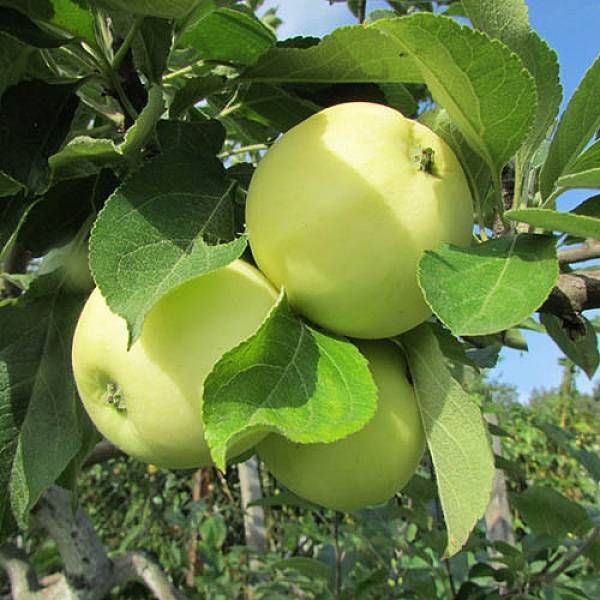 Описание сорта яблони золотой налив: фото яблок, важные характеристики, урожайность с дерева