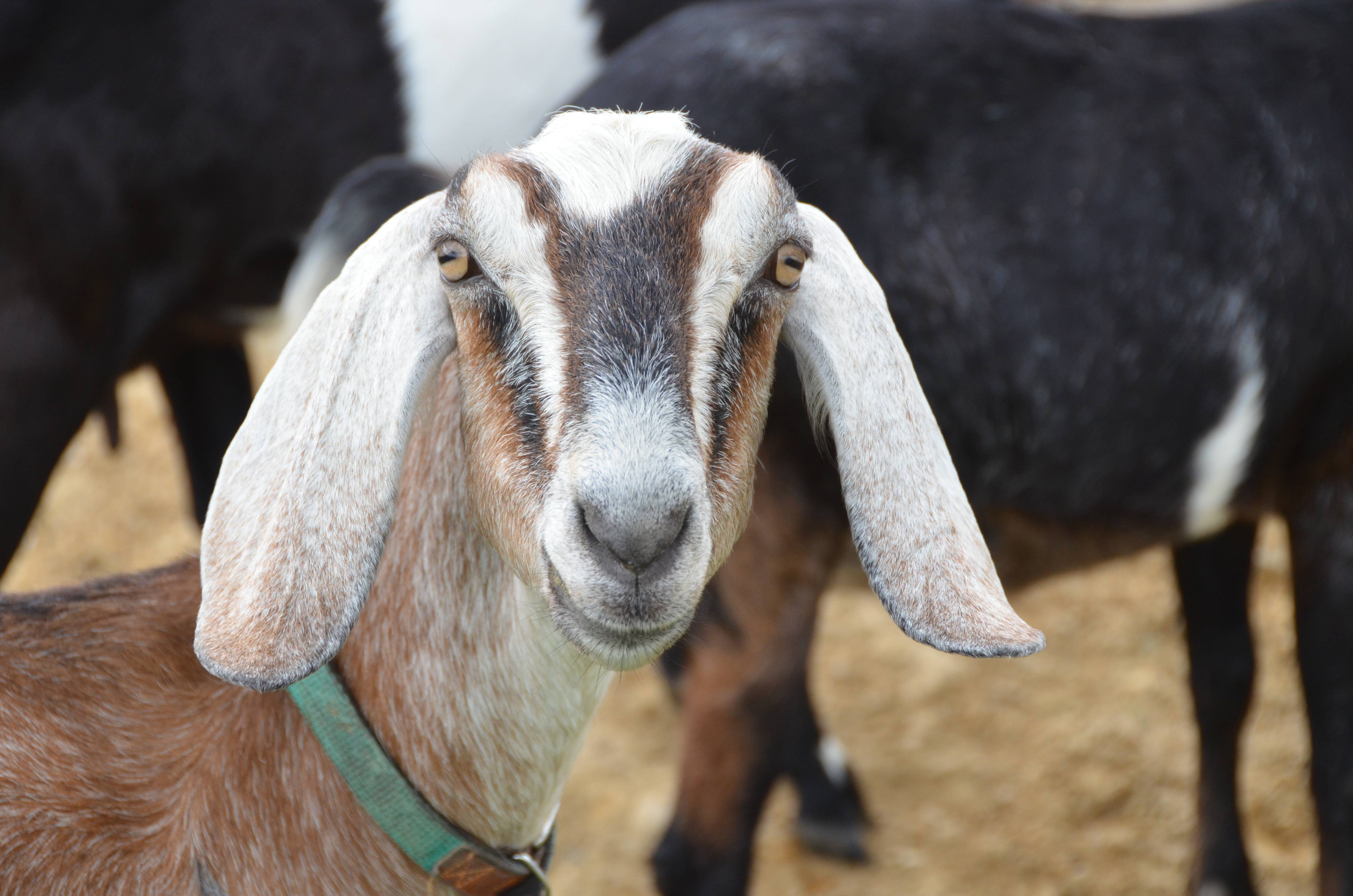 Нубийские козы (101 фото): описание породы и сравнительная характеристика с зааненскими козами
