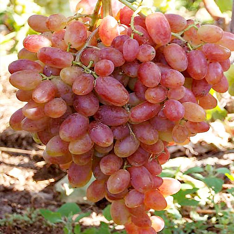 Виноград преображение: описание и уход за сортом