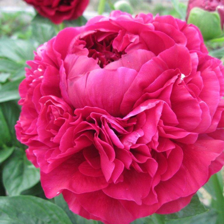 Морозоустойчивый пион кэрол (carol): фото и описание сорта, особенности выращивания и размножения гибрида - speakingflower.ru