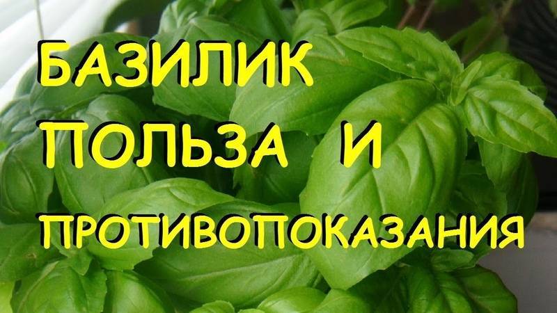 Базилик - полезные свойства, состав и противопоказания (+ 17 фото)