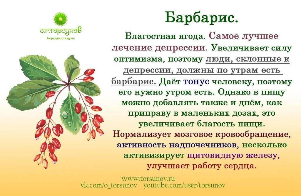 Барбарис