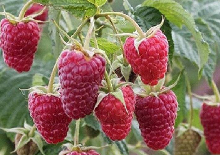 Малина глен файн: описание сорта, фото, отзывы, посадка и уход