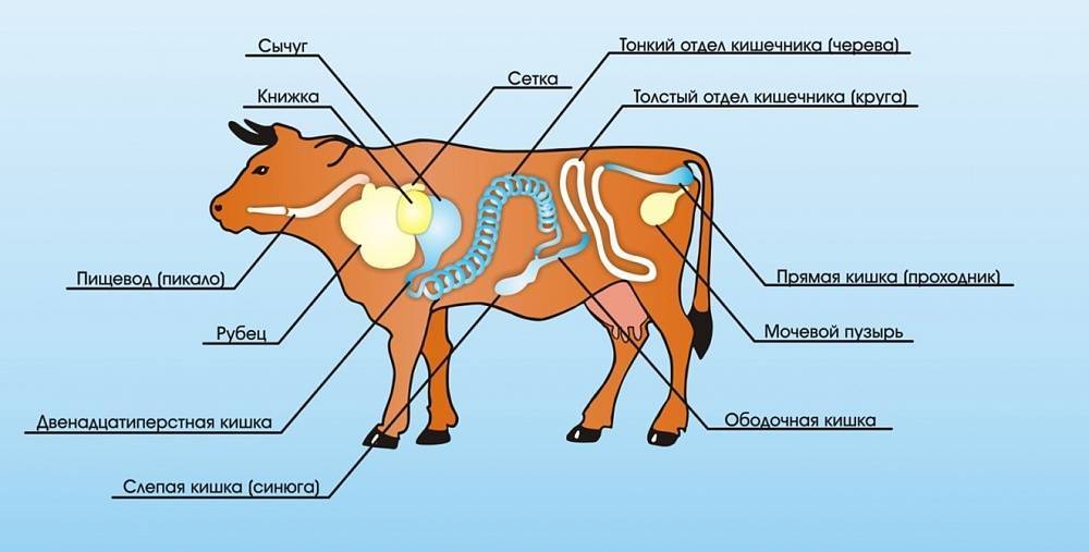 Корова схема цветная