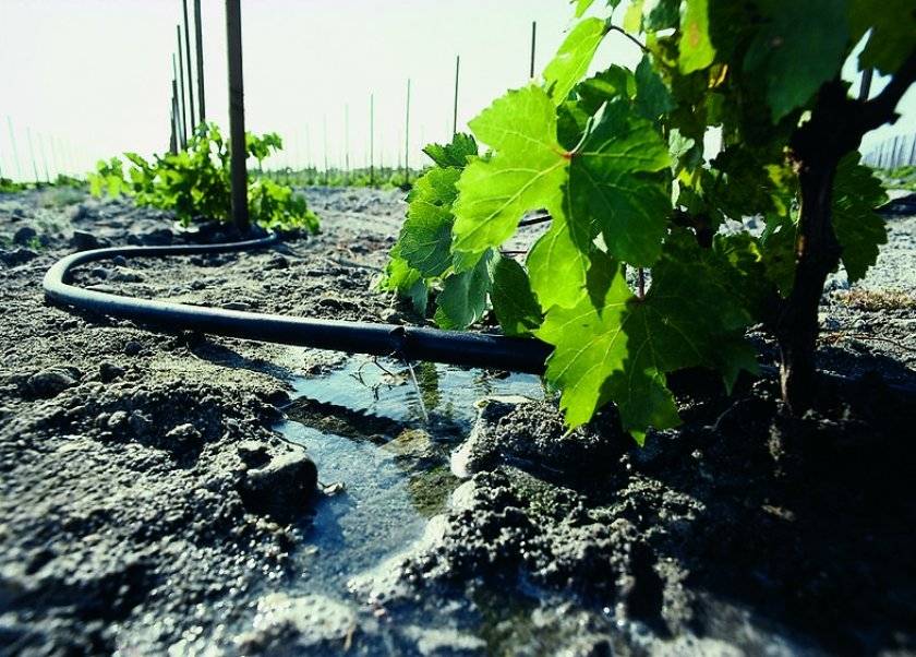 Полив винограда и его подвязка или как пару ведер воды могут увеличить урожайность виноградника в несколько раз