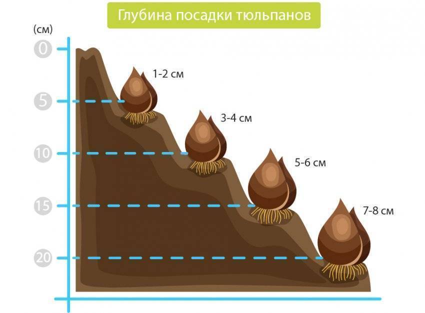 Схема посадки луковичных цветов