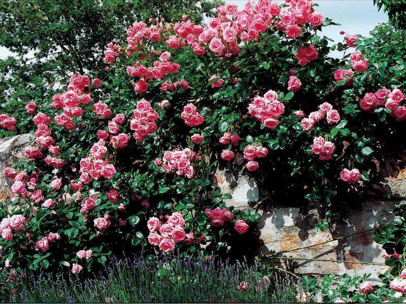 Что представляет собой роза лавиния, и как правильно ухаживать за этим цветком?