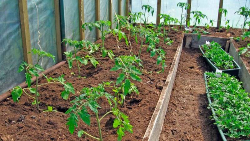 Когда высаживать томаты в теплицу в сибири в этом году и что можно сажать вместе | садоводство24