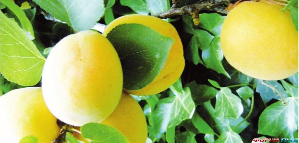 Абрикос шалах: описание и характеристика ананасного сорта