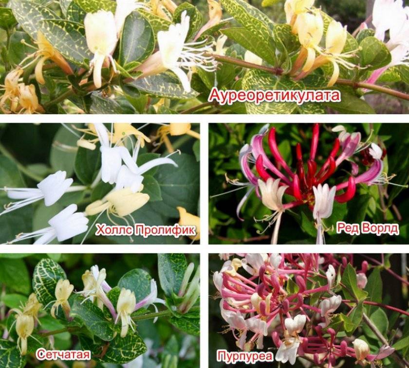 Жимолость | описание жимолости: фото, сорта, уход