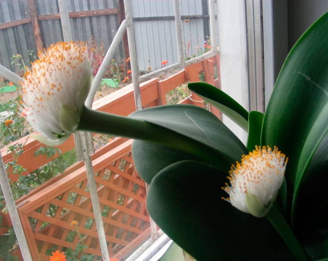 Цветок гемантус - секреты по уходу в домашних условиях