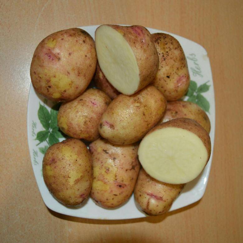 ᐉ сорта картофеля для восточно-сибирского региона: список - roza-zanoza.ru