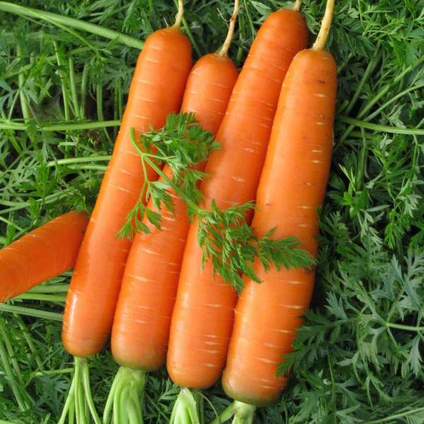Морковь сорта наполи f1: описание и характеристика, особенности выращивания и ухода за посадками, фото