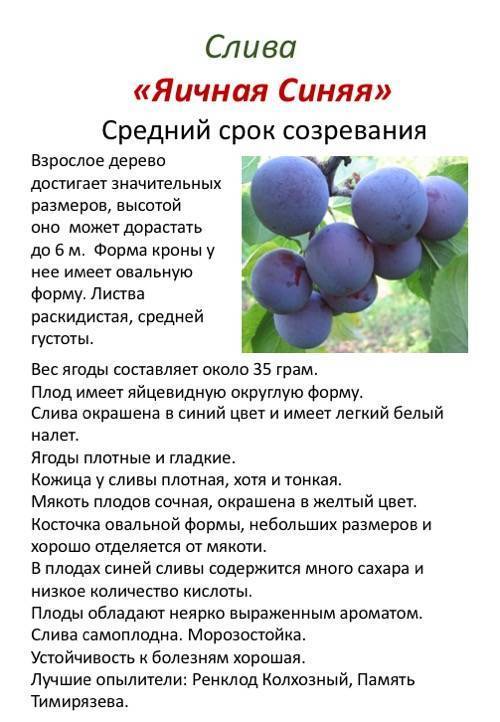 Слива яичная синяя фото