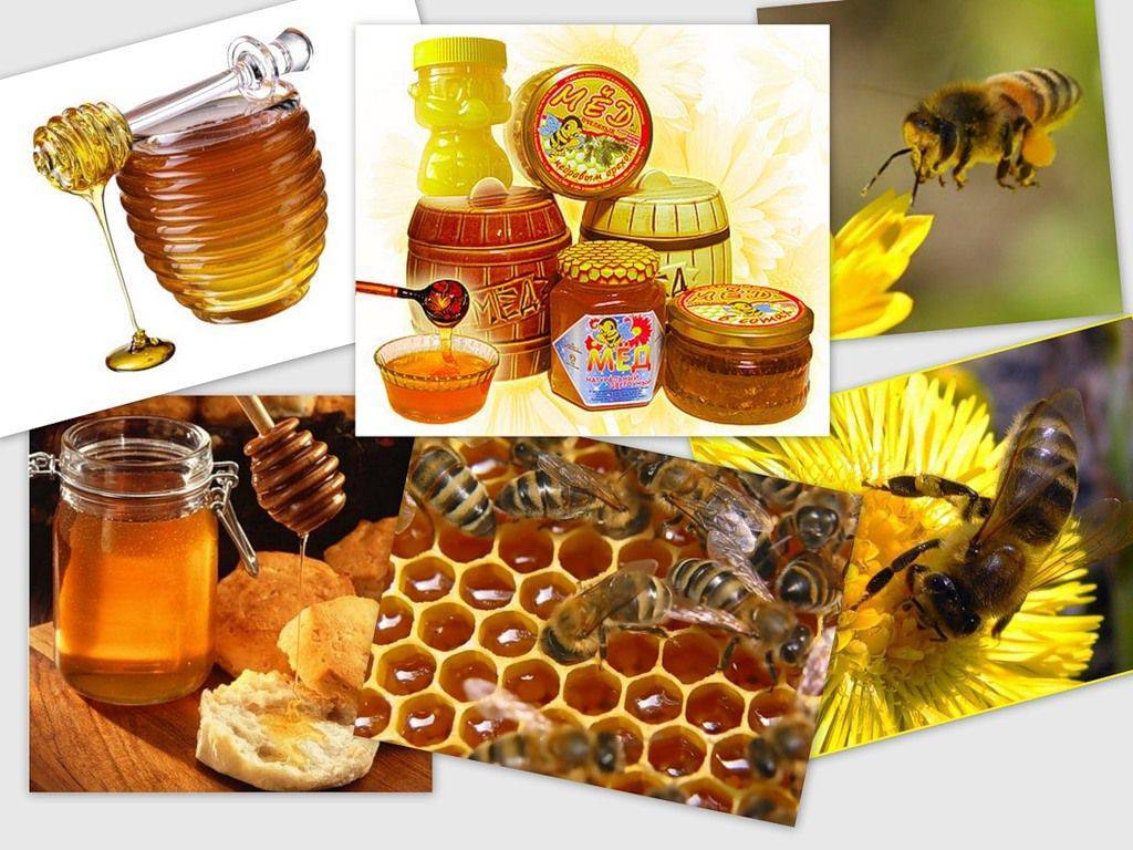 11 полезных продуктов пчеловодства и их целебные свойства