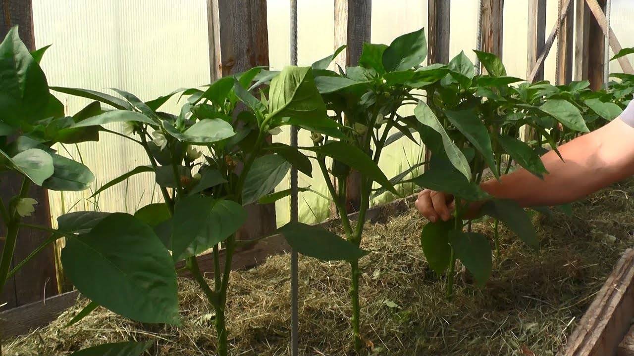 Выращивание перца в теплице из поликарбоната: формирование, полив, уход - пошаговая инструкция (видео)