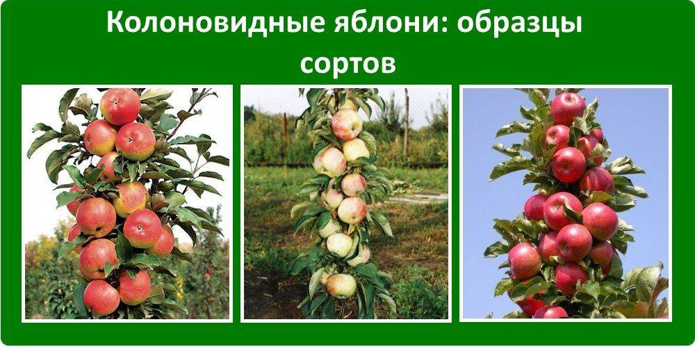 Колоновидные сорта яблонь для Урала