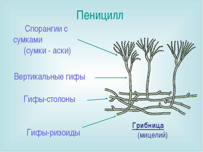 Строение пеницилла рисунок