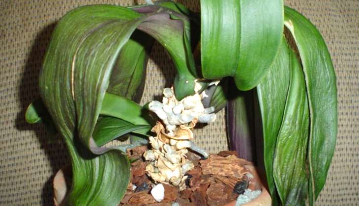 Почему у орхидеи вялые и мягкие листья: что делать и как реанимировать орхидею?